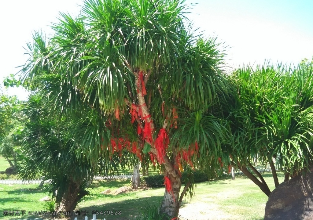 海南龙血树 不老松 祈愿 祝福 植物 热带植物 树木 绿植 保护植物 绿化 海南 旅游 蓝天 白云 阳光 南山不老松 草地 绿色 生物世界 树木树叶