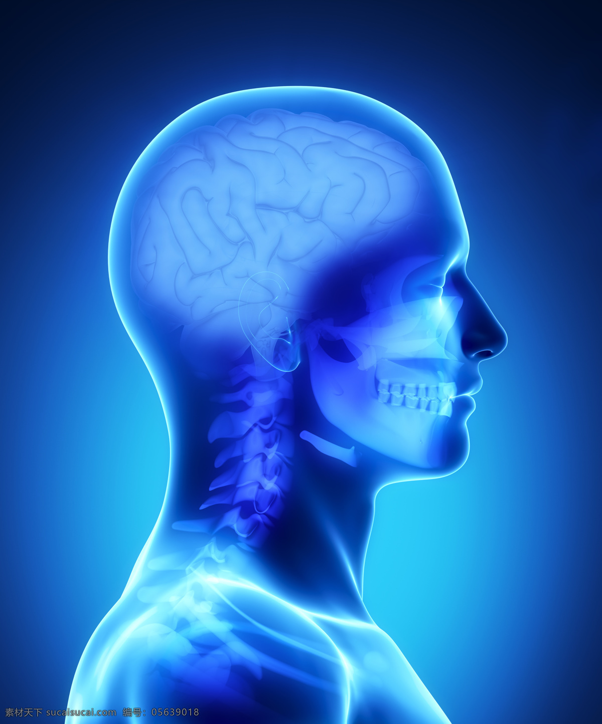 人体 大脑 器官 脊椎 骨骼 脊髓 男性人体器官 医疗科学 医学 人体器官图 人物图片