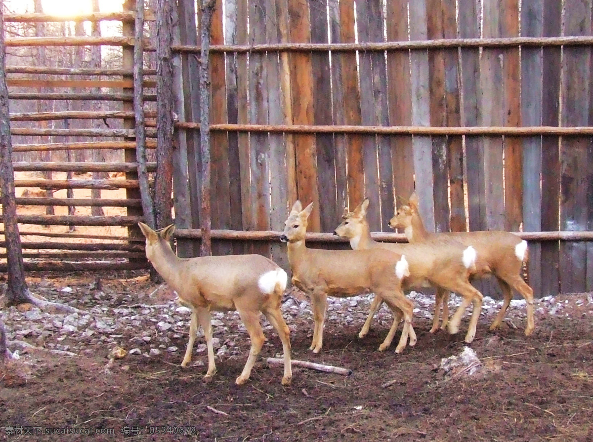 猎 民 点 饲养 狍子 矮鹿 野羊 偶蹄目鹿科 草食动物 猎民 人工饲养 圈养 圈中的狍子 围栏 野生动物 家禽家畜 生物世界