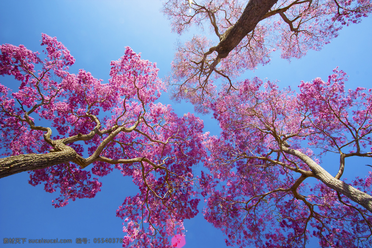 樱花 春天 鲜花 天空 云彩 唯美 梦幻 花朵 树枝 美景 阳光 仰视 花草 生物世界