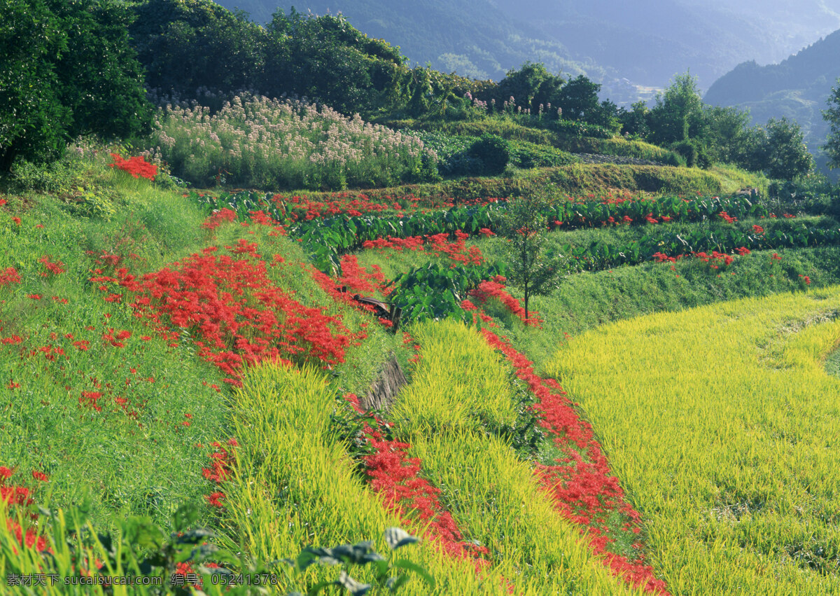 春天 春天风景 稻谷 风景 风景背景 花瓣 花草 花朵 花卉 花藤 油菜花图片 野外 外野风景 野外风光图片 田野 田野风光 农村 农场 农田 农庄 农业 自然景观 自然风景 自然风光 自然景色 蓝天草地 蓝天白云 蓝天背景 蓝天绿地 梦幻背景 鲜花 鲜花背景 鲜花花朵 麦子 麦穗 麦田风景 梯田 秋天背景 秋天风景 田园 田园景色 田园山水 田园风景 田园风光 水稻 绿色梯田 家居装饰素材 山水风景画