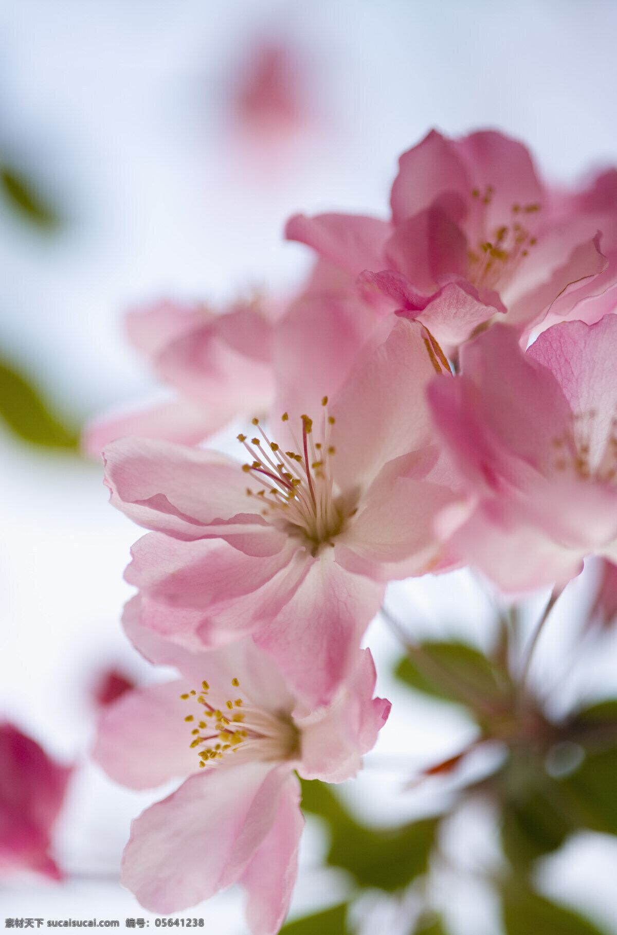 粉色 樱花 特写 高清图片 竖构图 自然 植物 仅植物 日光 户外 清新 白昼 风景 纯洁 粉红色的小花 生命 花 微距摄影 花的特写 绽放 盛开 花草树木 生物世界