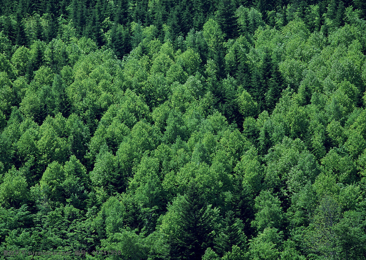 森林 绿色树林 森林的图片 森林防火图片 森林风景图片 摩尔 庄园 黑森林 绿光森林图片 生物世界