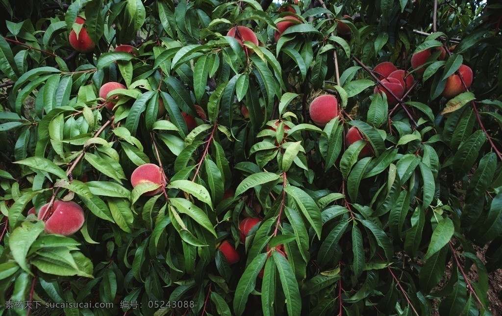 桃子树 桃子 水密桃 树叶 桃子林 水果 生物世界