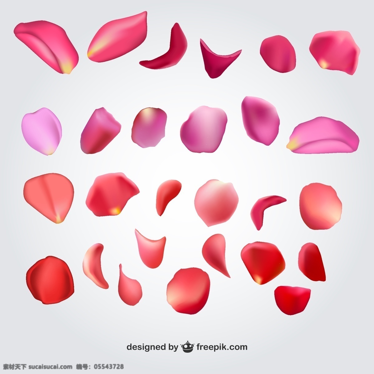 款 玫瑰 花瓣 玫 瑰