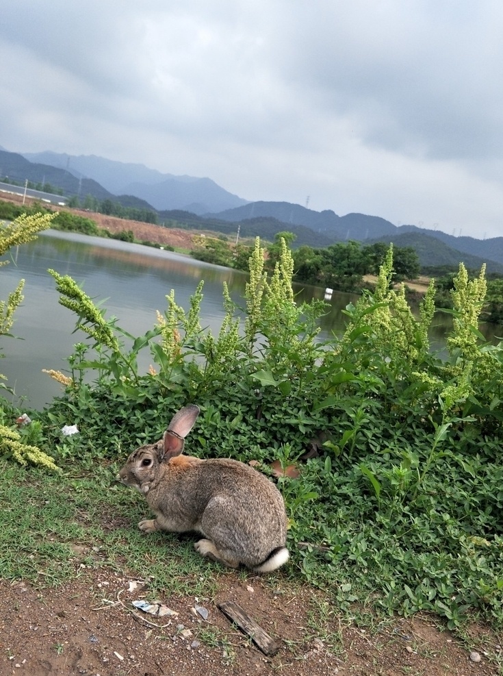 兔子图片 兔子 草地 动物 小兔子 大自然 生物世界 野生动物