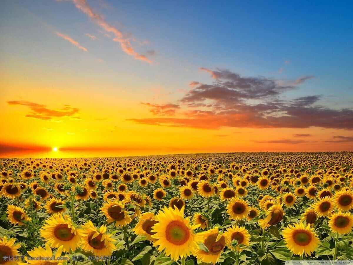 向日葵 太阳花 夕阳 美景 野外 自然景观 自然风光