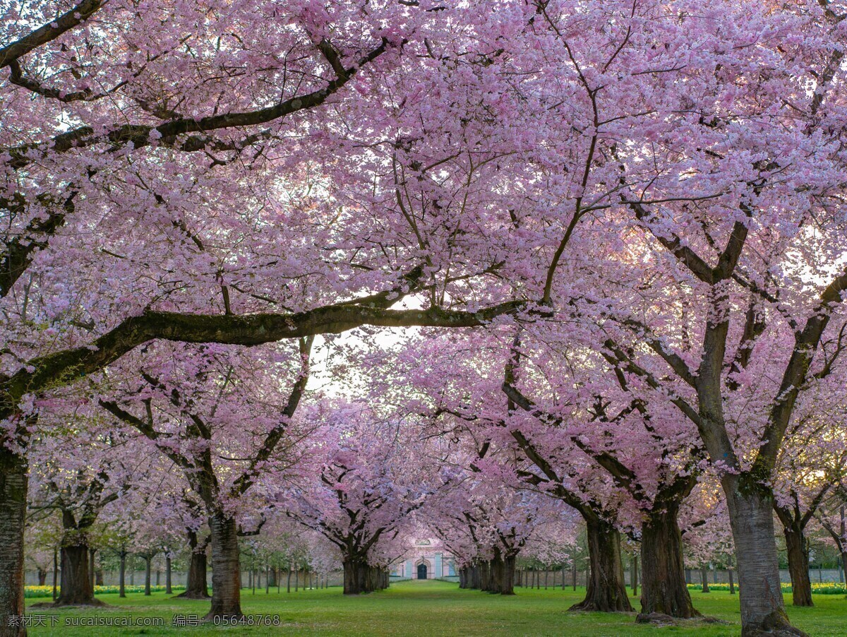 春季樱花图片 春季 花朵 樱花 粉色 春天 自然景观 自然风景