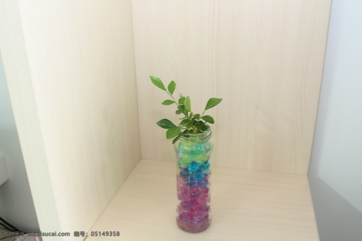 水培 九里香 办公室植物 花草 生物世界 水培九里香 防辐射植物 自家栽培 绿色天然 家居装饰素材 室内设计