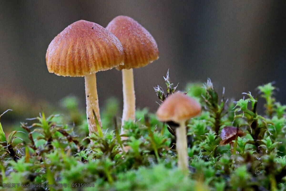 地面 小 蘑菇 蘑菇摄影图片 小蘑菇 野蘑菇 地面蘑菇 森林蘑菇 真菌菇 伞状蘑菇 真菌 菌类植物 图片大全 高清图片下载 共享素材 生物世界 其他生物