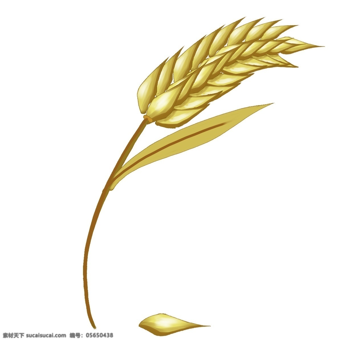 金黄 麦穗 五谷杂粮 手绘 秋天 金黄的 谷类 大米 白色 颗粒 饱满 主食 黄色 收割 好吃