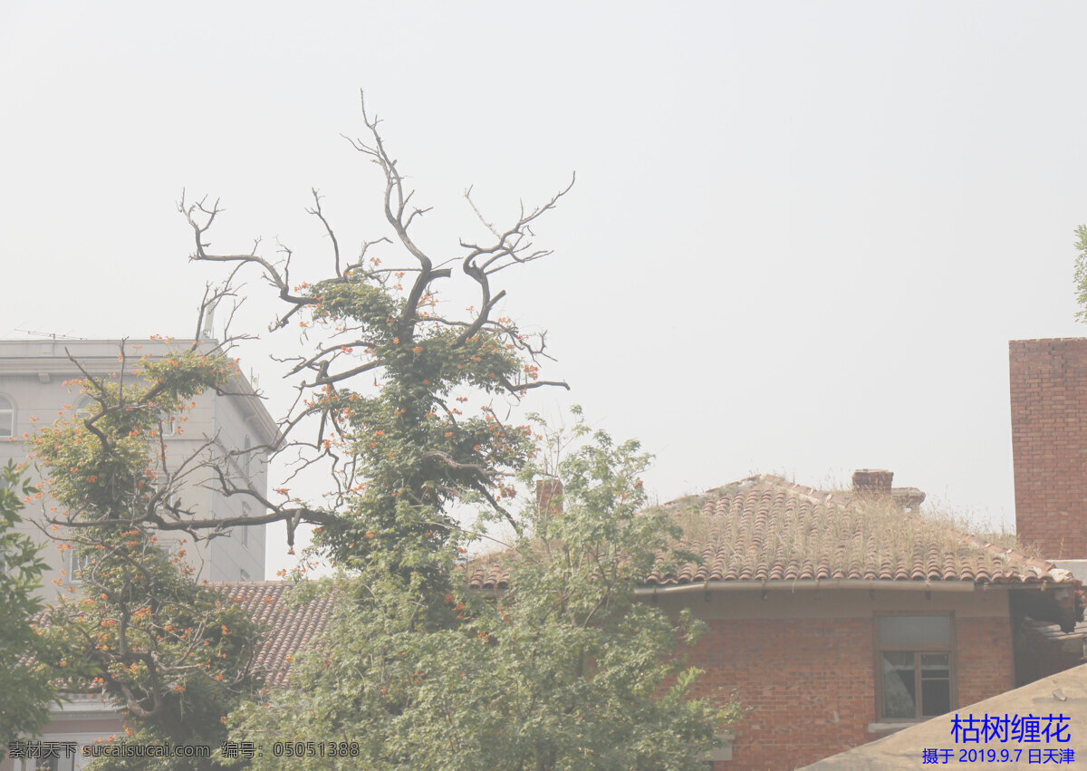 枯树缠花图片 夏季 植物 藤类植物 枯树 缠绕 天津印象 旅游摄影 国内旅游