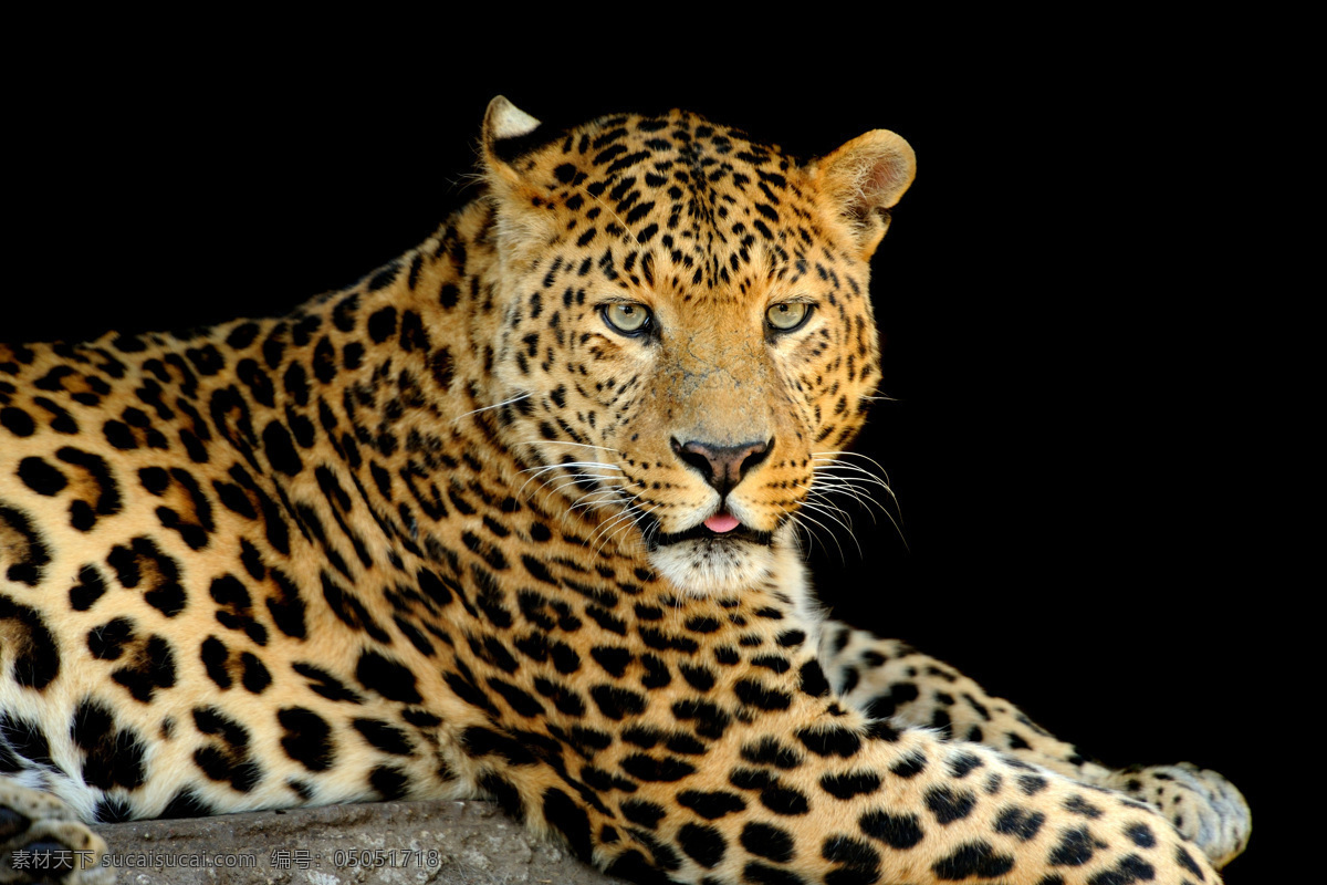 豹子 豹 花豹 美洲豹 美洲虎 金钱豹 猎豹 豹纹 猛兽 凶猛 豹子头 猫科动物 野生动物 生物世界