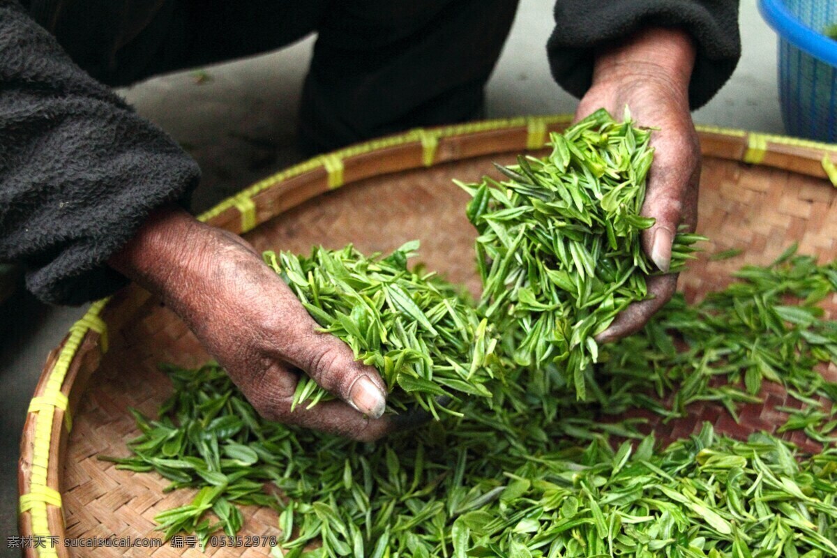 新鲜 营养 绿茶 茶叶 双手 农民 播种 希望 叶子 餐饮美食 食物原料