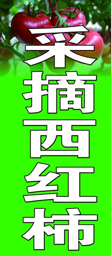 采摘西红柿 西红柿 绿色 采摘 西红柿大棚