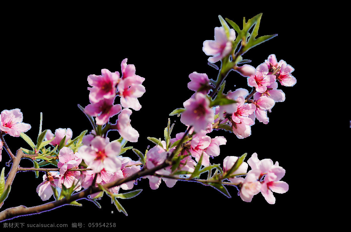 桃花 鲜花 花朵 花瓣 花球 花卉 粉色鲜花 粉色花朵 粉色花瓣 植物 自然 花丛 小清新 唯美 浪漫 生物世界 花草 花类 自然景观 田园风光 自然风光