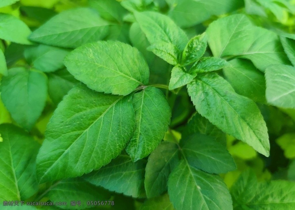 植物图片 白花鬼针草 鬼针草 绿叶 高清植物 绿色 生物世界 花草