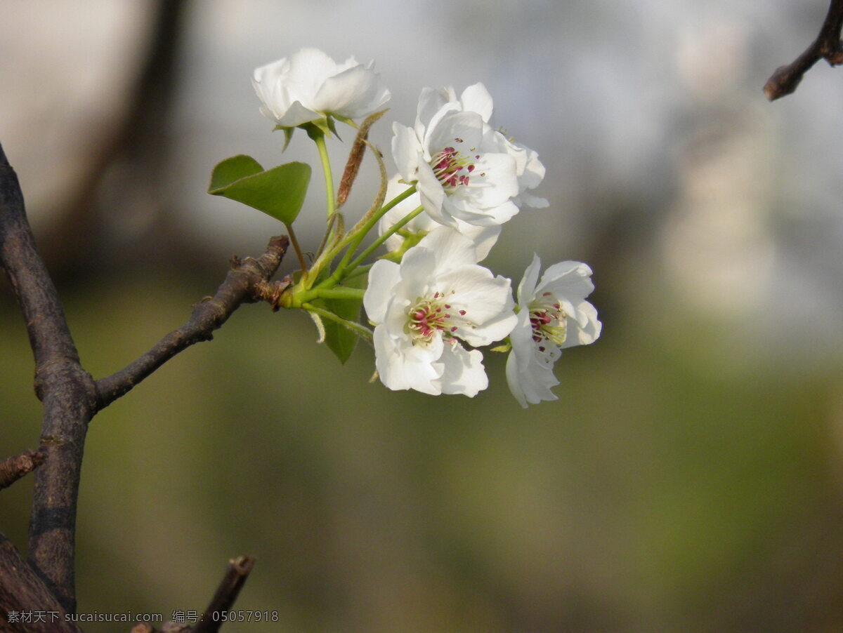 春天 梨花 花朵写真 高清 灰色