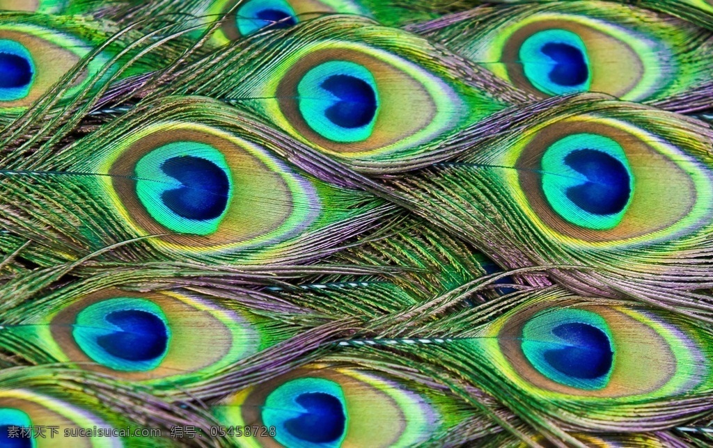 孔雀毛装饰 唯美 生活 孔雀 孔雀毛 炫彩 生物世界 鸟类