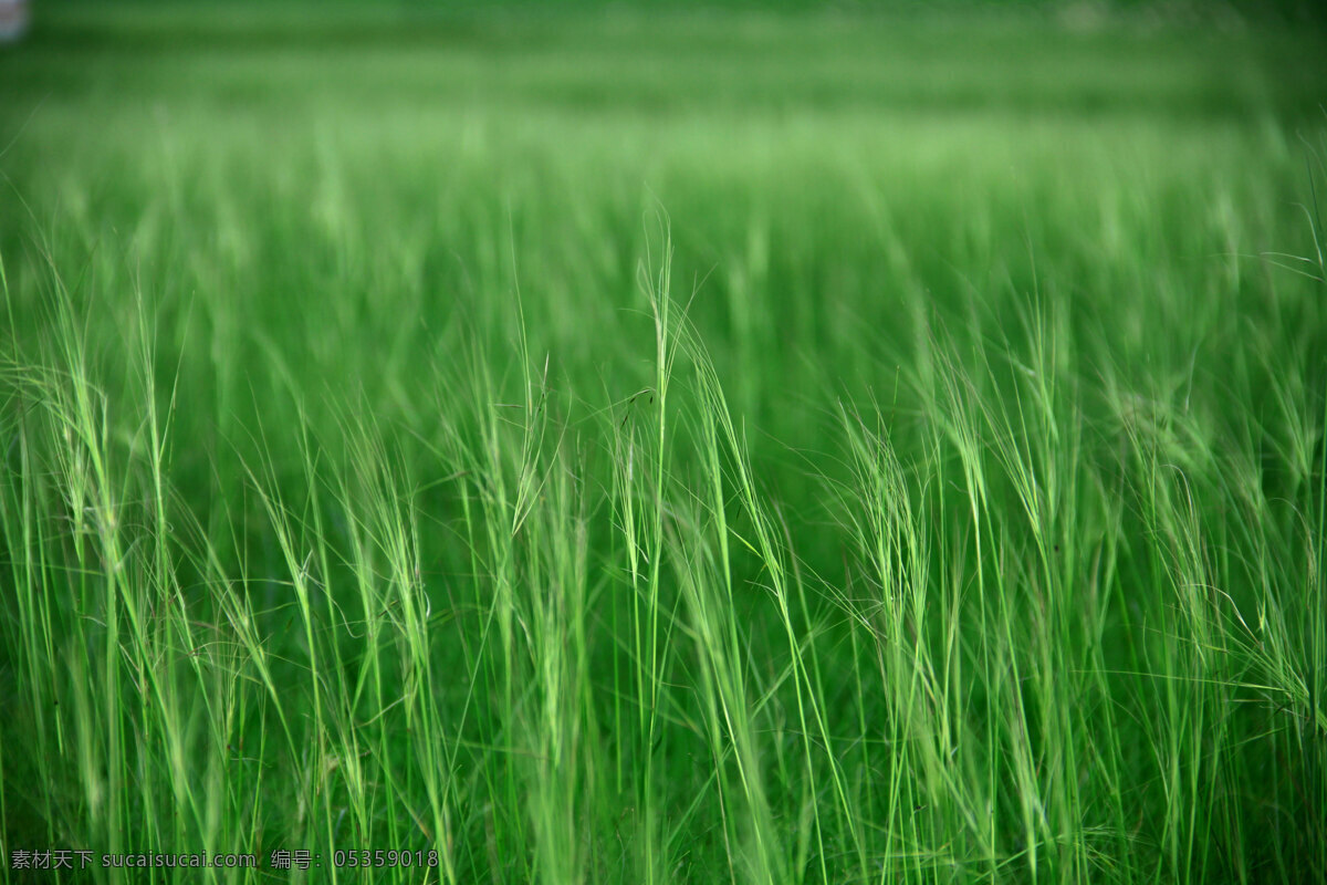 呼伦贝尔草原 唯美 风景 风光 旅行 内蒙古 呼伦贝尔 草原 生物世界 花草 绿色