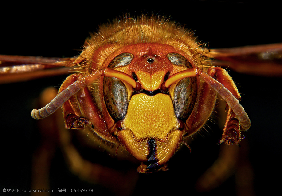 黄蜂 蜜蜂 生物 动物 昆虫 生物世界 黑色