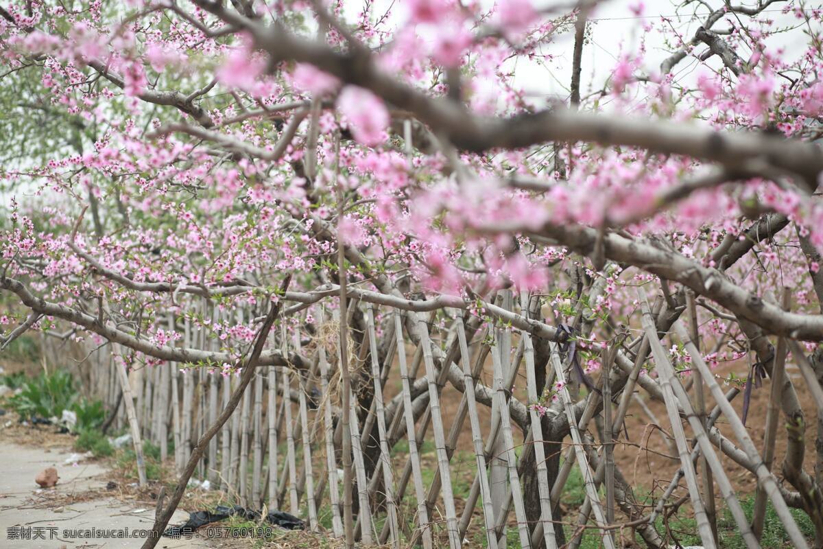 篱笆里的桃花 桃花 花朵 桃园 背景 粉色 可爱花朵 桃花特写 意境 篱笆 生物世界 花草