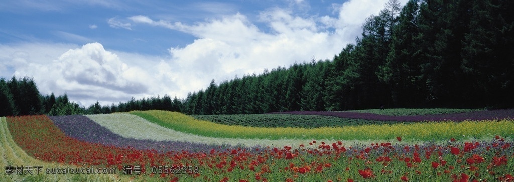 天空 蓝天 云彩 白云 树木 松柏 花海 自然景观 自然风景