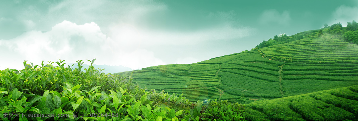 茶园图片 茶园 茶叶 茶花叶 采茶 茶园茶田 茶田茶园 茶山 茶园照片 茶园摄影 茶园高清 茶园素材 生态茶园 有机茶园 茶园风光 茶园背景 蓝天背景 风景图 茶 新茶 绿茶 茶田 梯田 自然景观 田园风光 展板模板