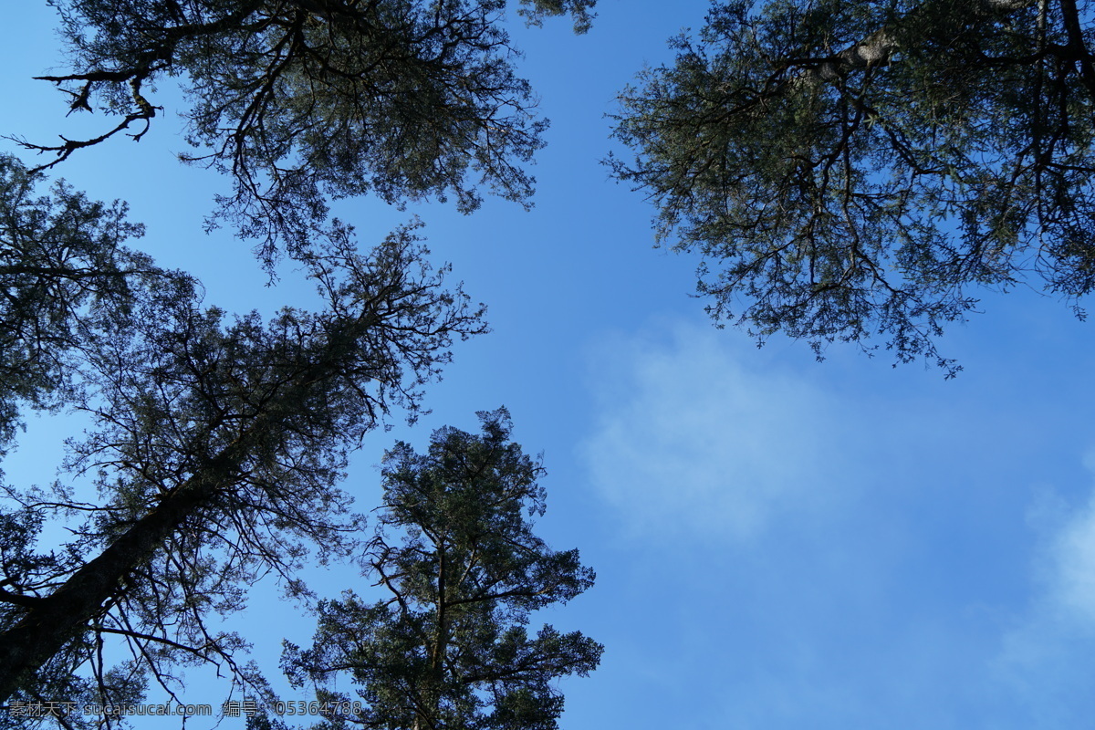 天空下的树冠 天空 树冠 树 云杉 蓝天 树干 树木树叶 旅游摄影 国内旅游