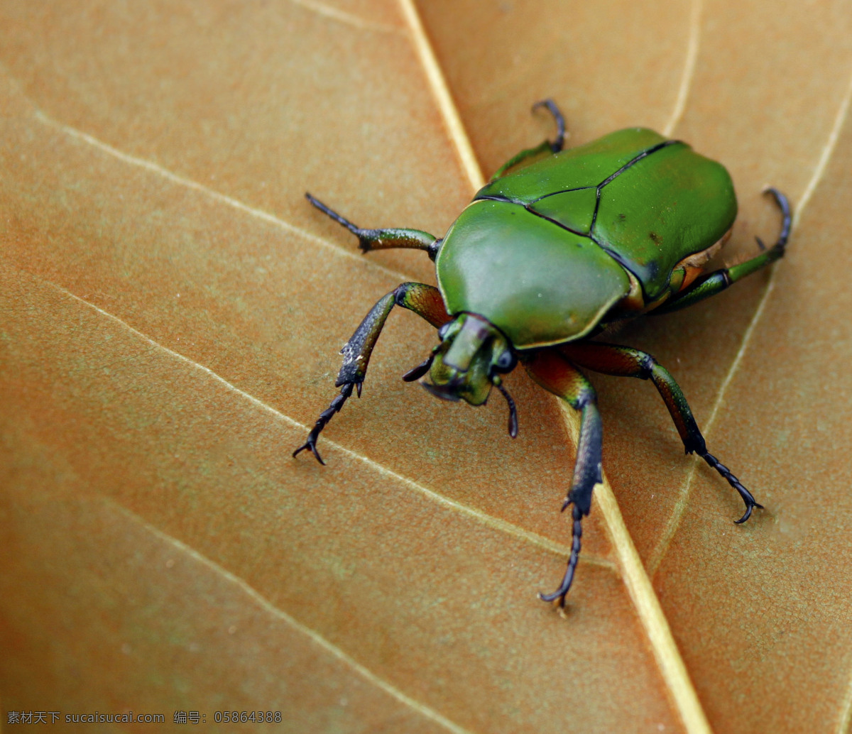 甲虫 金龟子 绿色的 鞘翅目昆虫 beetle 兜虫 昆虫 生物世界