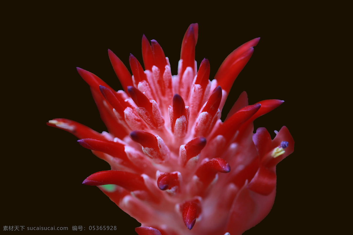 位图免费下载 服装图案 高清 花朵 位图 植物 写实花卉 面料图库 服装设计 图案花型