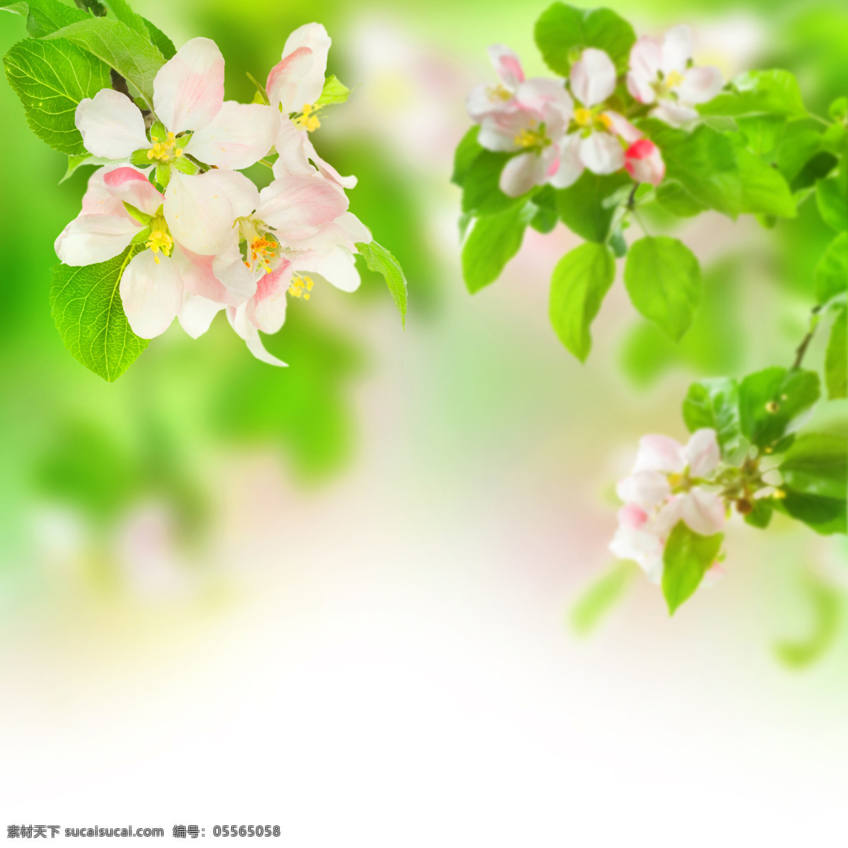 美丽鲜花背景 春天 春季 鲜花背景 花朵 花卉 梦幻背景 绿色清新 花草树木 生物世界 白色