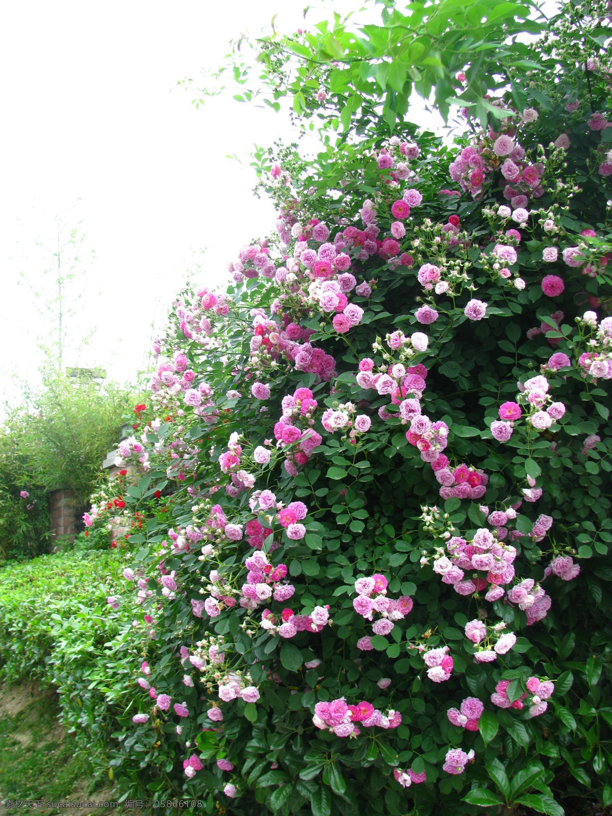 春天 粉红 花 花草 花开 花蕾 绿色 绿叶 蔷薇 盛开 蔷薇盛开 美丽 紫色 围墙 花事 生物世界 psd源文件