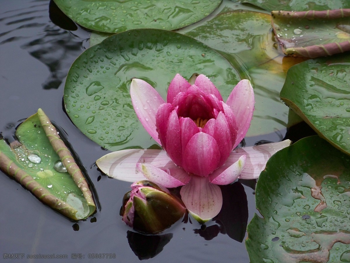 雨中睡莲 红色睡莲 雨 生物世界 花草 摄影图库