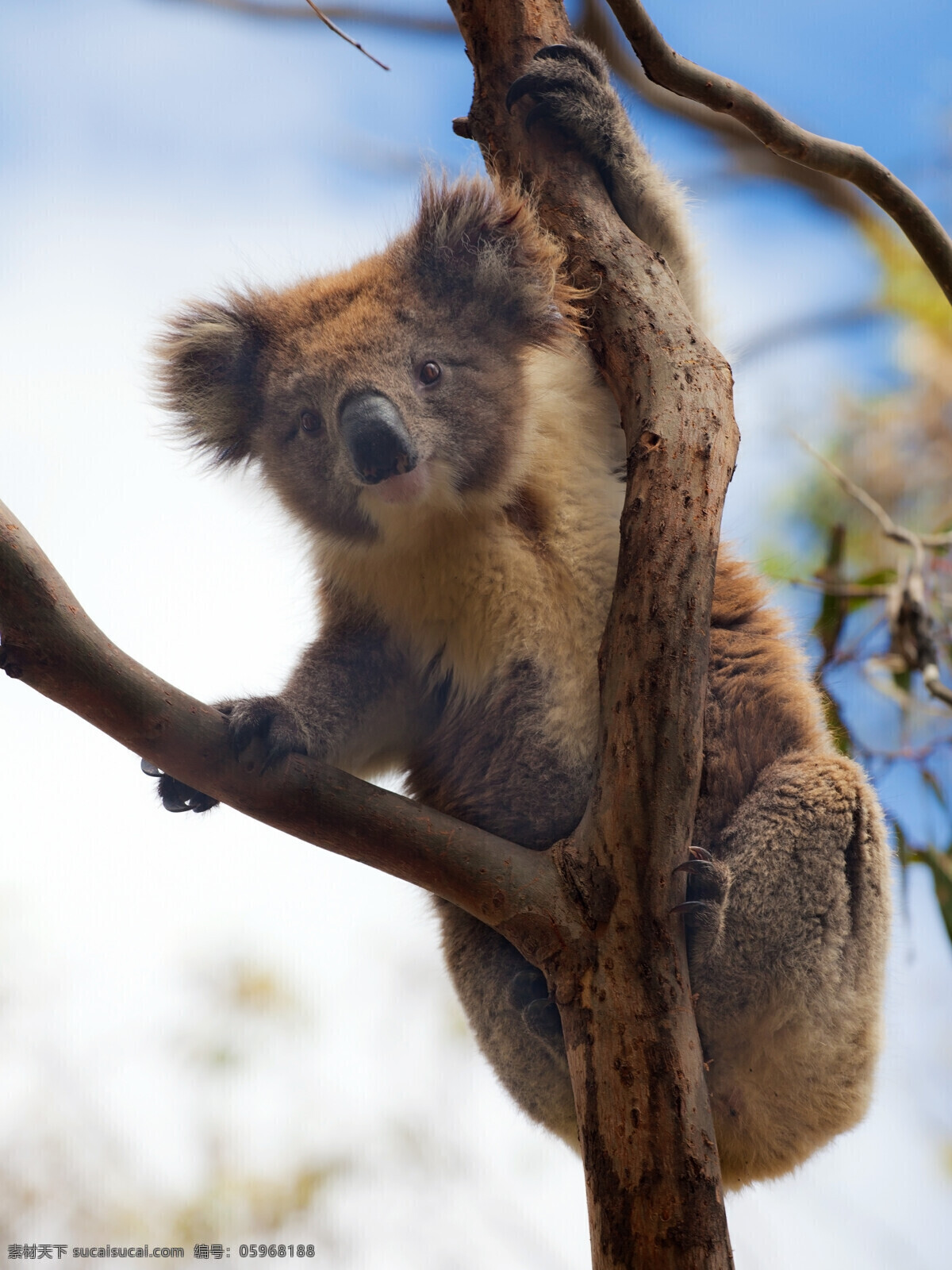 考拉 树袋熊 澳大利亚国宝 koala 澳洲野生动物 生物世界 野生动物