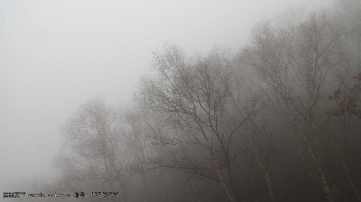 白桦迷雾图片 白桦 迷雾 雾 阴雨 大青山 呼和浩特 户外 自然景观 自然风景