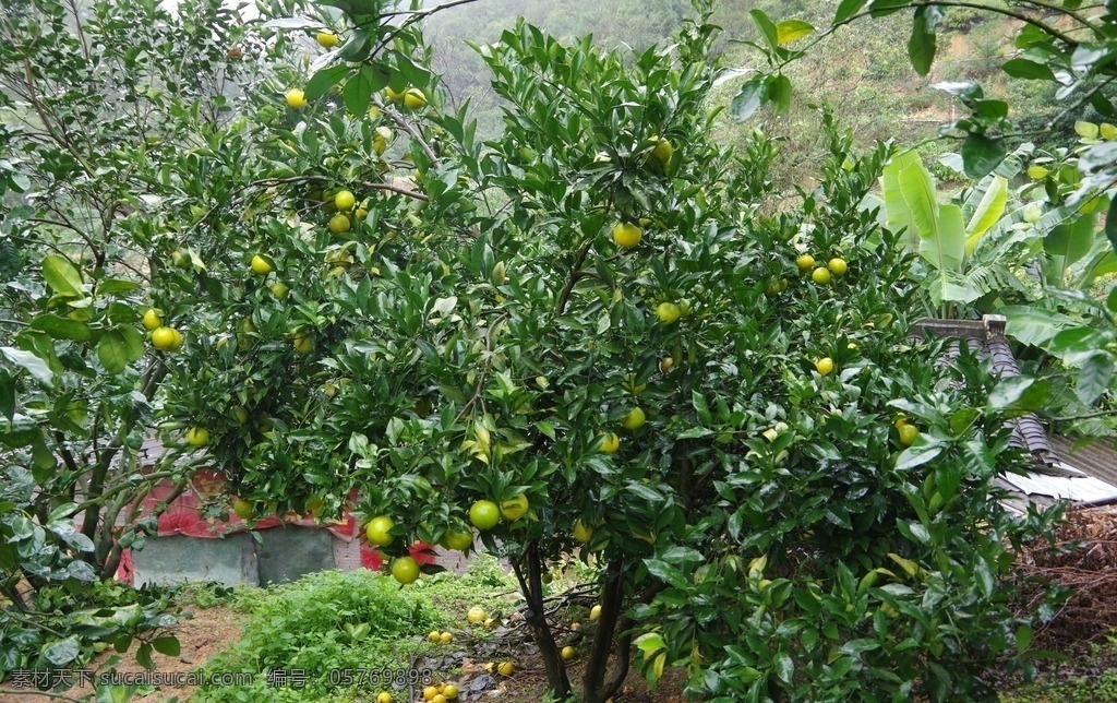 柑橙树 柑橘树 挂果子 挂柑橙 庄园地 种植地 蓝天 白云 农业生产 生物世界 水果