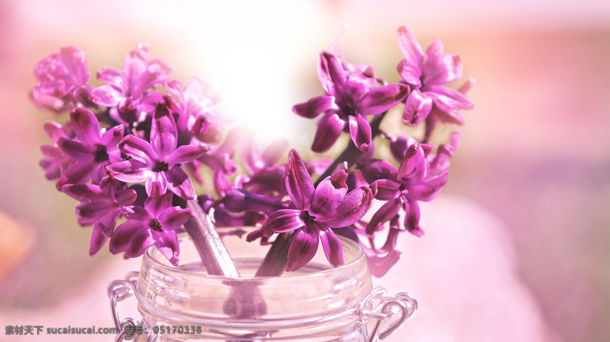 紫色的信风子 植物 花朵 花卉 紫色 信风子 生物世界 花草