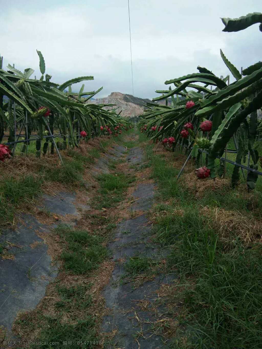 火龙果 红心 海南 水果 美食 美味 有机 健康 安全 营养 绿色 无公害 果树 植物 生物世界