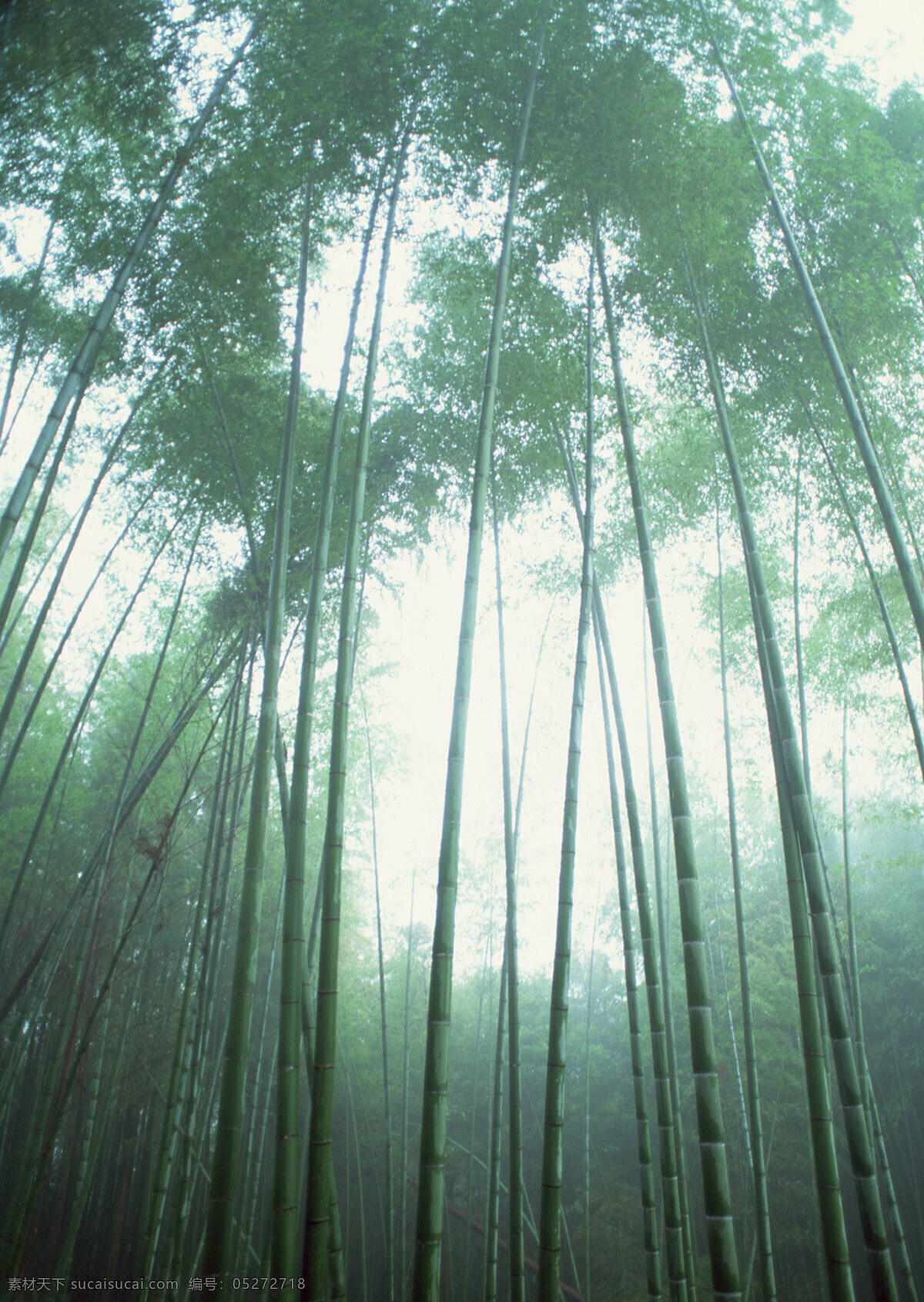 迷雾竹林 自然 植物 迷雾 竹林 光线 生物世界 树木树叶 自然植物 摄影图库