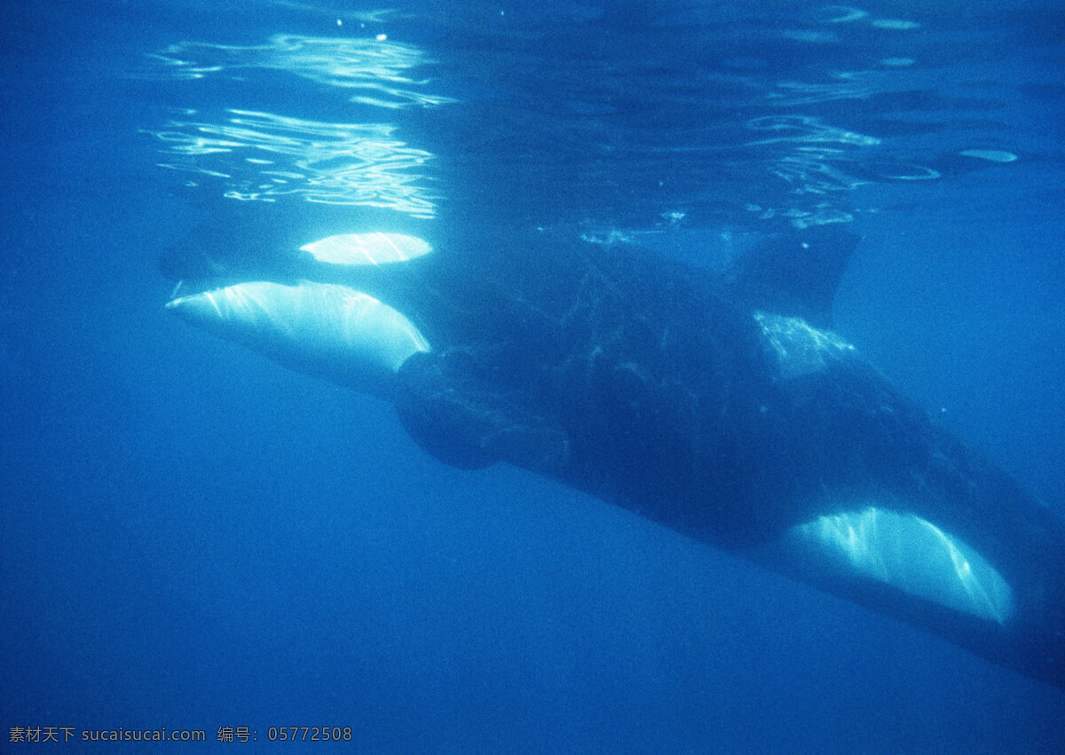 水中 鲸鱼 动物世界 生物世界 海底生物 大海 水中生物