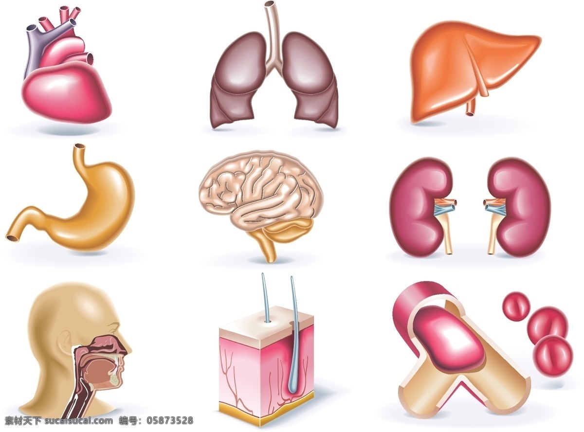 卡通 人体 器官 图标 心 肺 肝脏 脑 胃 人体器官 矢量