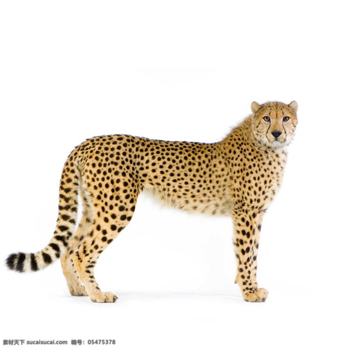 豹子图片素材 豹子 猎豹 猫科动物 动物世界 陆地动物 生物世界