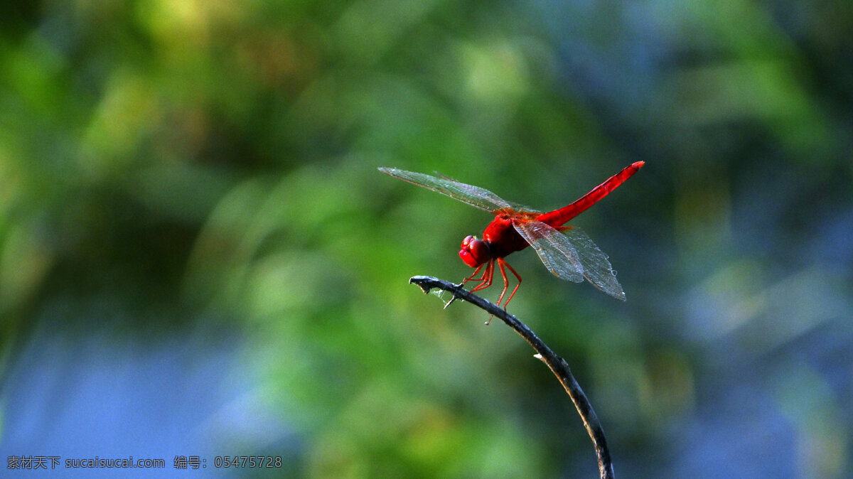 高清 红 蜻蜓 飞禽 昆虫 飞虫 红色 停歇