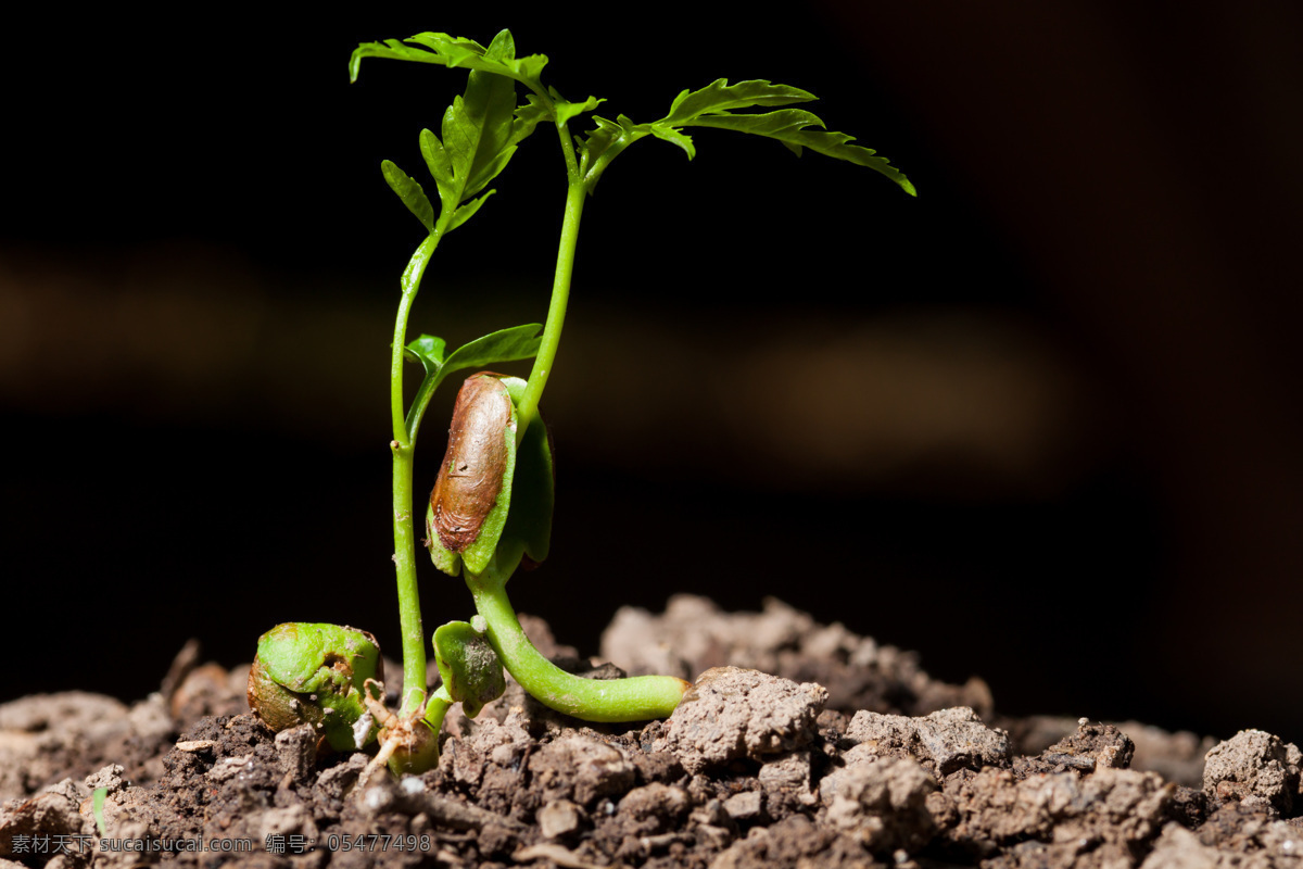 植物 新 芽 植物新芽摄影 泥土 土壤 小苗 幼苗 新芽 绿芽 生命力 植物新芽 花草树木 生物世界