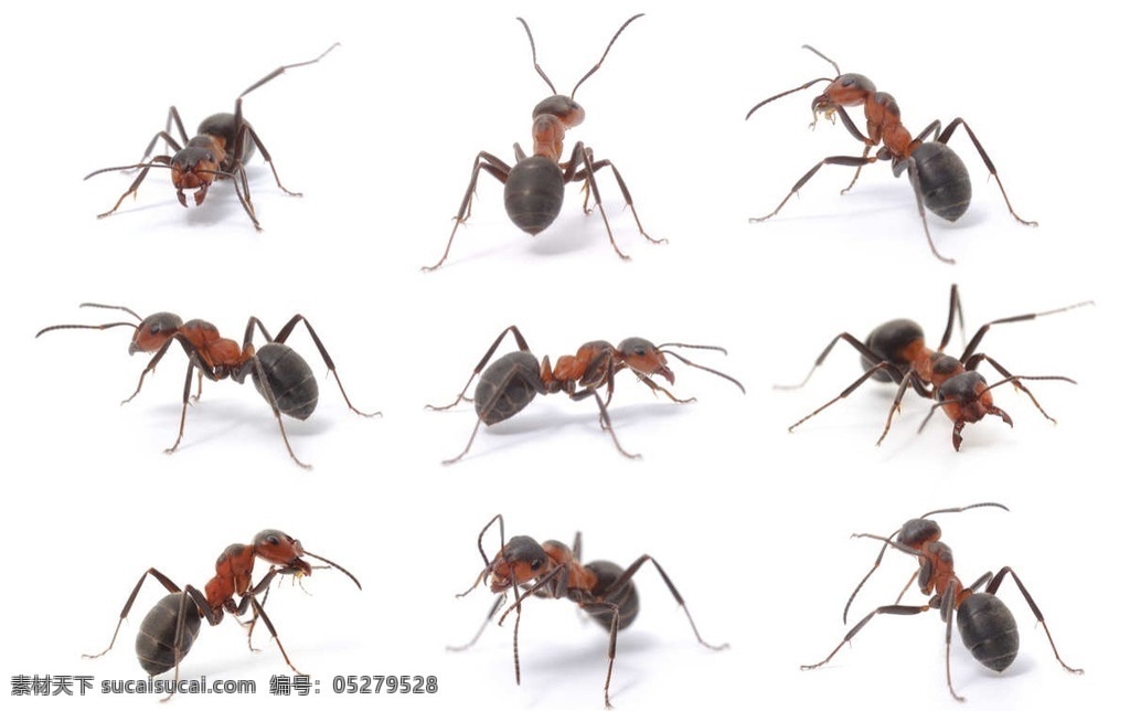 红蚂蚁 昆虫 蚂蚁 虫子 自然生物 生物世界
