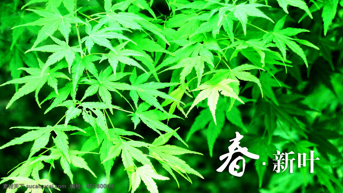春天免费下载 春天 枫叶 生物世界 树木树叶 树叶 树枝 旅游踏青 psd源文件