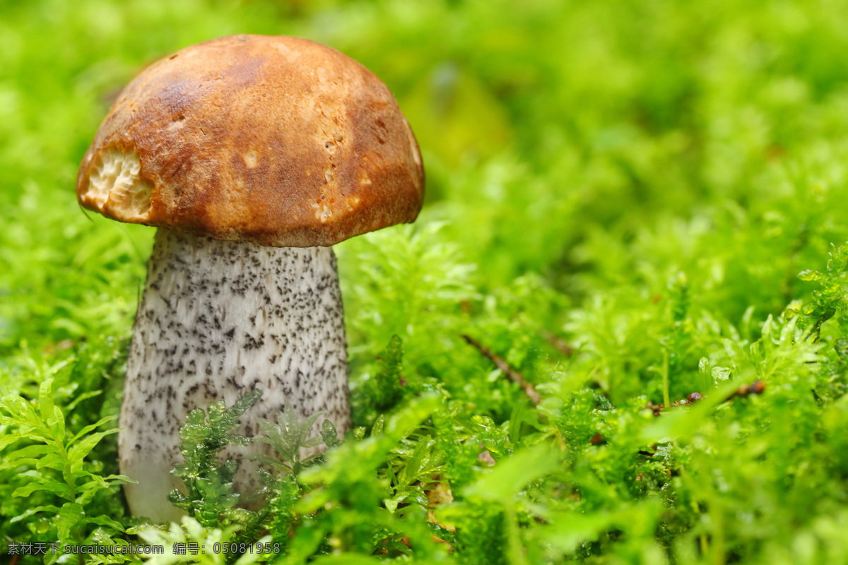 菌类 蘑菇 生物世界 蔬菜 野蘑菇 香蘑菇 野菌菇 食用菌 高档食用菌 高级食用菌 菇子 菇类 风景 生活 旅游餐饮