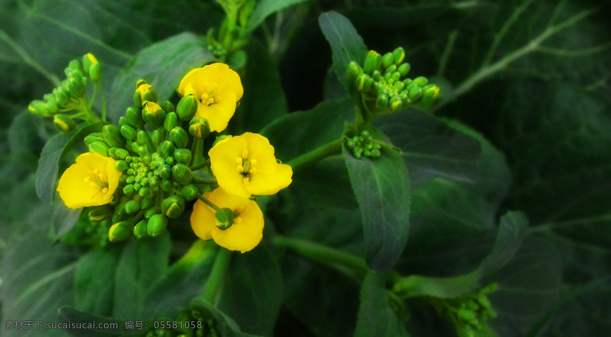 油菜花 春暖花开 春天 花 黄色的花 绿色 绿叶 生物世界 麦苗 油菜花骨朵 叶子 蔬菜