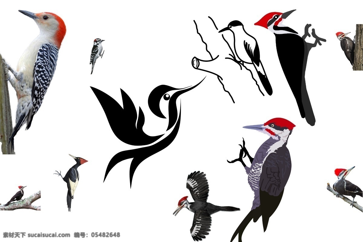 啄木鸟 透明素材 png抠图 鸟 益鸟 彩色的鸟 美丽的鸟 卡通鸟 鸟医生 喜鹊 红头鸟 非 原创 透明 合 辑 分层